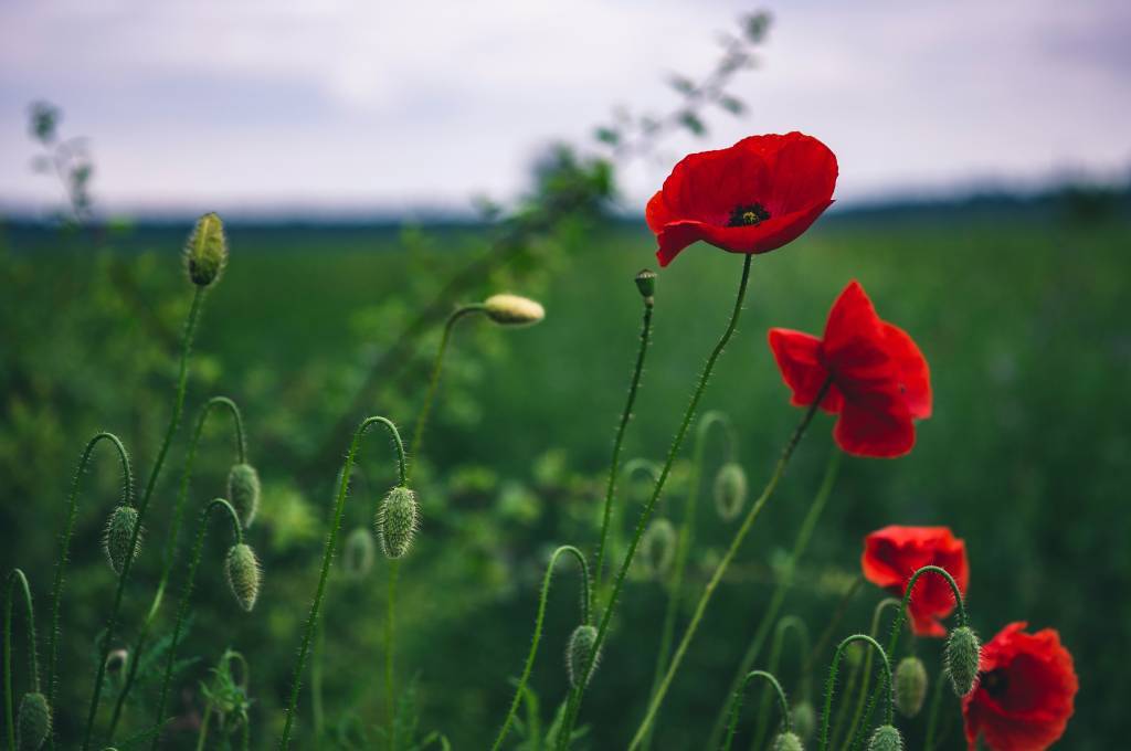 Coquelicot